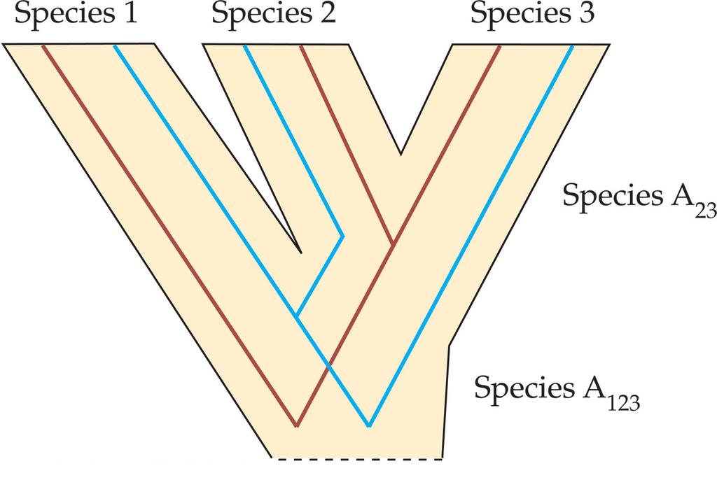 Gene Trees versus Species Trees v Incongruence ² between gene tree and species tree ² and between different gene trees Probability of Incongruence 2 3 e t 2 N v for the simple 3 taxon case, where t