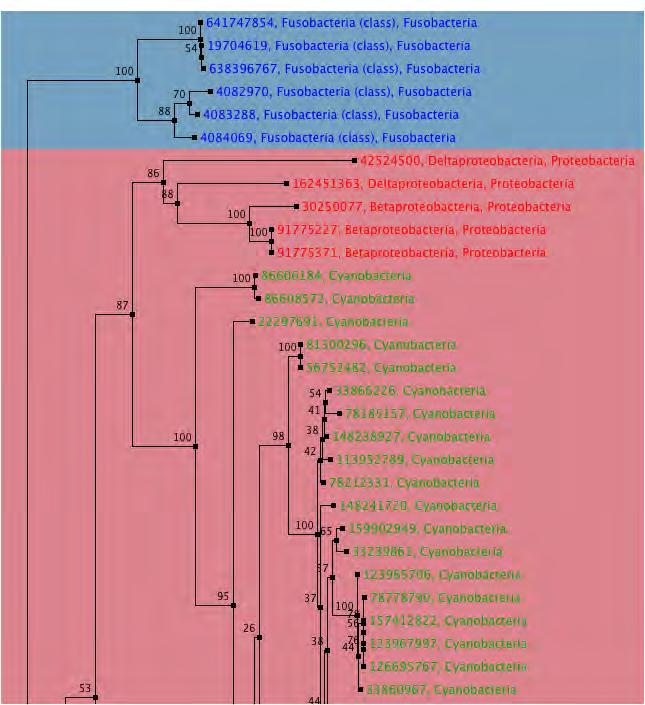 A cluster of five proteobacterial sequences branch near the cyanobacterial sequences.
