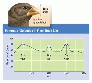 7. Application: Changes in beaks of finches on Daphne Major.