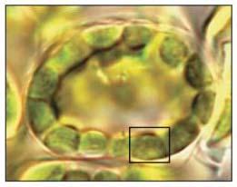 MESOPHYLL CELLS Plant cells that contain 30