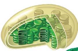 molecules PHOTOSYSTEM II In the thylakoid membrane of a chloroplast of a mesophyll plant cell and we are passing