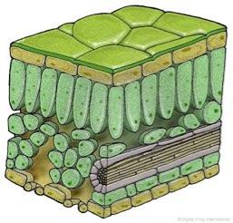 chloroplasts specalzed plastds nvolved n