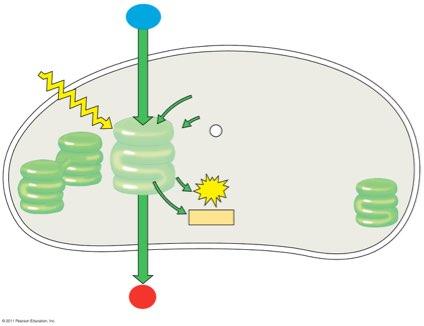 photosynthess lght-dependent energy from sunlght absorbed stored as and