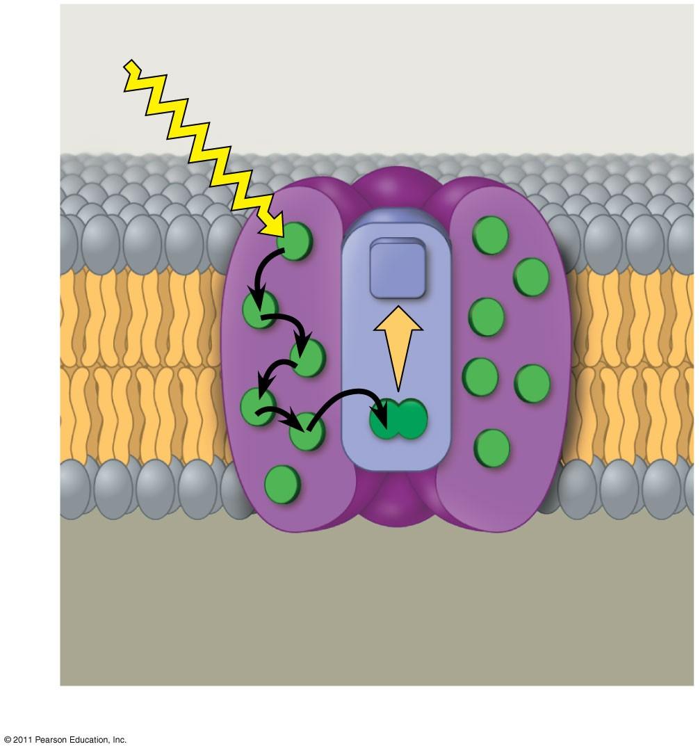 Thylakoid membrane Figure 10.