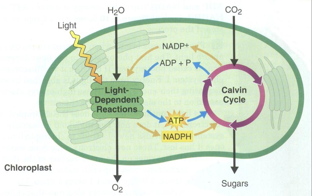 molecules (Calvin cycle) 2).