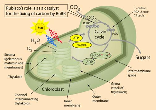 D. Functions of Photosynthesis 1.