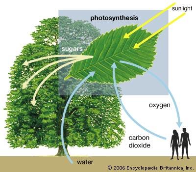 photosynthesis in cellular