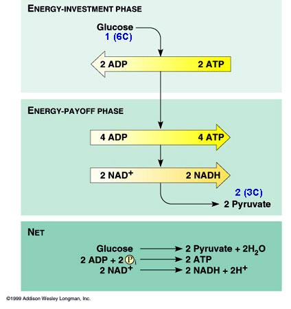 3. Anaerobic process (does not require oxygen) 4. Takes place in cytoplasm 5. Products of glycolysis used in respiration process. C.