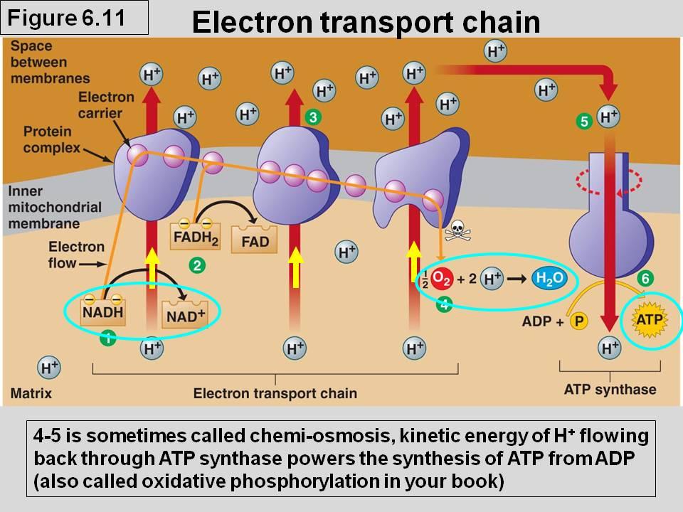 Energy produced is transferred to 2nd stage (energy in the form of ATP and other charged