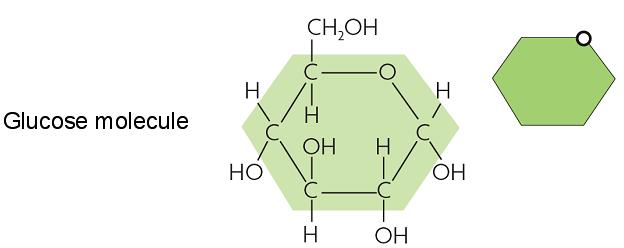 Organisms break down carbon-based molecules to produce ATP 1.