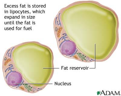 3. Fats store about 80% of energy in