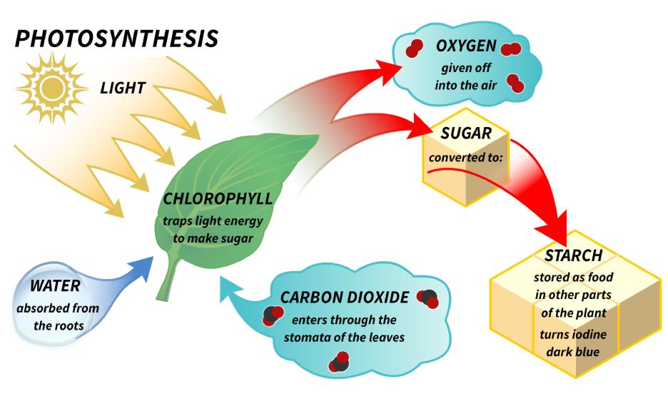 Overview of Photosynthesis (4.2) A.