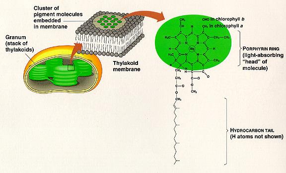 1). Plants use molecule in chloroplast