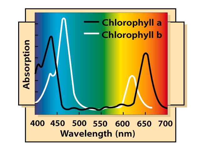 Two main types of chlorophyll a.