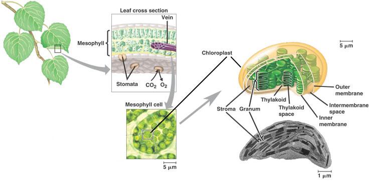 B. Photosynthesis in plants occurs in chloroplasts 1.