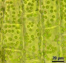 the chloroplast is
