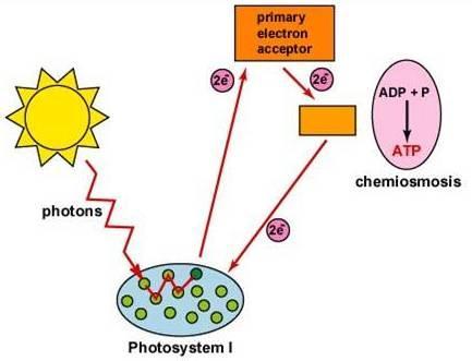 Cyclic Photophosphorylation Process for ATP generation