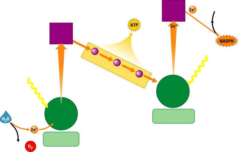 How the Light Reactions Generate ATP and NADPH Primary electron acceptor NADP Primary electron acceptor 2 Energy to make 3 Light