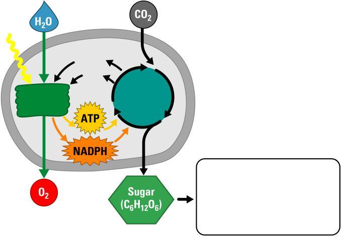 Chloroplast Light Stroma Stack of thylakoids Light reactions NADP ADP + P Calvin