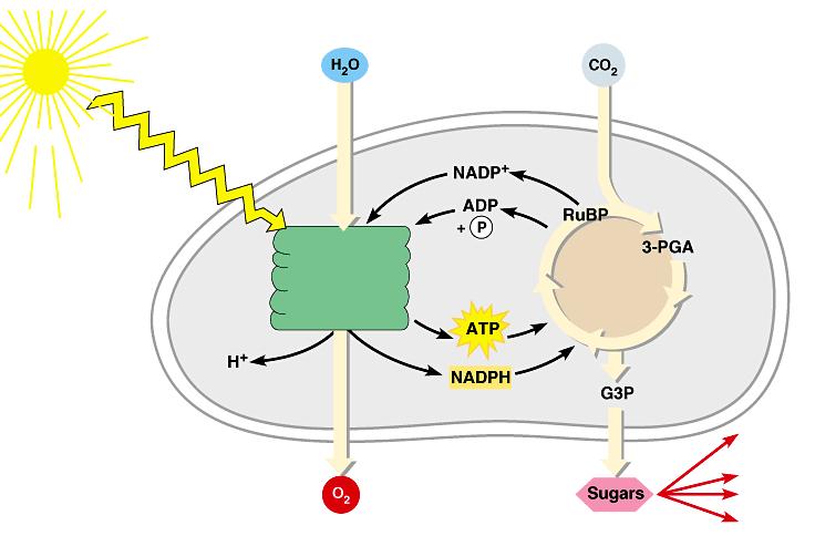 Review: Photosynthesis uses light energy to make food molecules Light Chloroplast Photosystem II Electron transport chains
