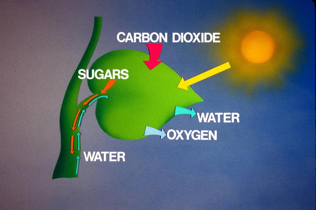 Light Energy Harvested by Plants & Other Photosynthetic