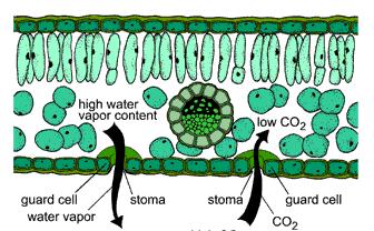 Transpiration xylem (water) O 2 H 2 O CO 2 CO 2 in O 2 out water
