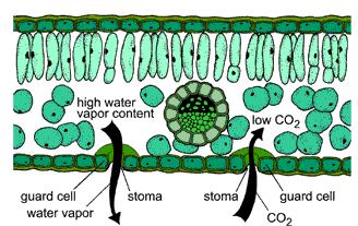 of chloroplasts collecting sun s energy photosynthesis making ATP & sugars