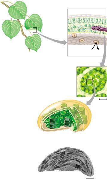 Chloroplasts Leaf absorb