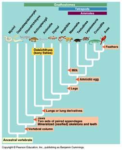 Phylogeny of the major groups of extant vertebrates Species Human Percent of Amino Acids That Are Identical to the Amino Acids in a Human Hemoglobin Polypeptide 100% Rhesus monkey 95% Mouse 87%