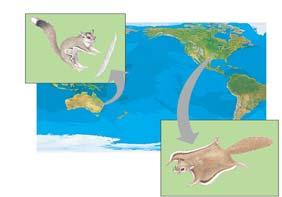 Some similar mammals that have adapted to similar environments Have evolved independently from