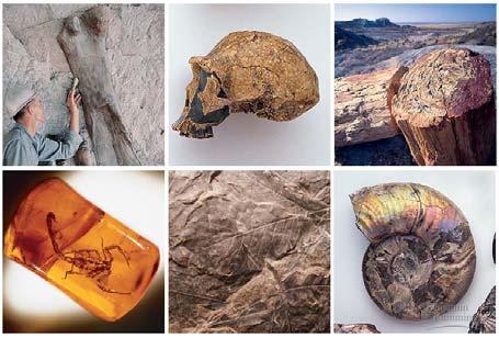 17 The Fossil Record The succession of forms observed in the fossil record Is consistent with