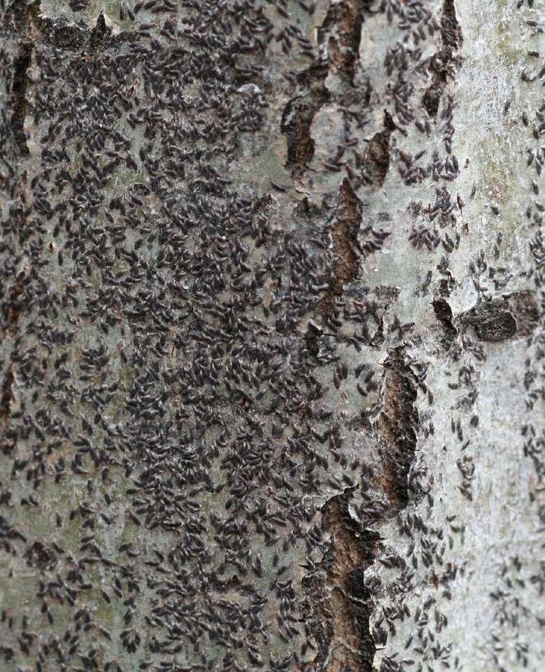 Bark cracking is a common symptom of current or