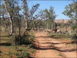 ECOSYSTEM( All of the member of the community of the MacDonnell Ranges plus the