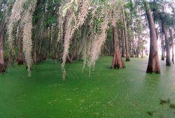 The most common epiphyte is spanish moss.