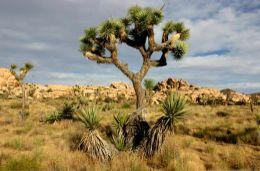Biomes( Desert( (Varied(temperature;( Little(rainfall( Cacti,(succulents;(