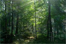 Biomes( (Temperate((Deciduous)( Forest(