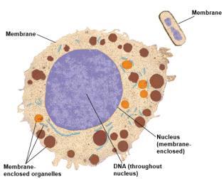 Only 2 major types of cells exist A eukaryotic cell has membrane-enclosed organelles, the largest of which is usually the nucleus A prokaryotic cell is
