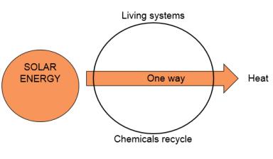 Theme: Life Requires the Transfer and Transformation of Energy and Matter Energy flows through an ecosystem, usually entering as solar energy or light and exiting as heat while chemicals recycle