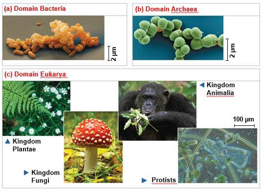 The Three Domains of Life 1) Bacteria, prokaryotes broadest units of