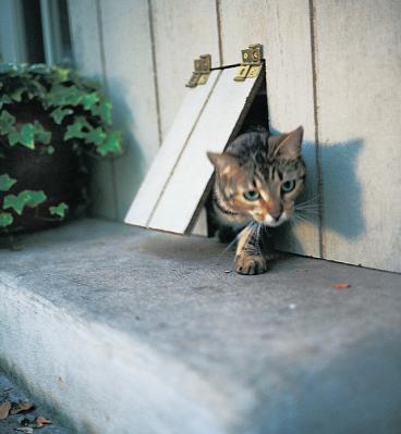 Circular Motion and Gravitation Section 4 Torque Where should the cat push on the cat-flap door in order to open it most