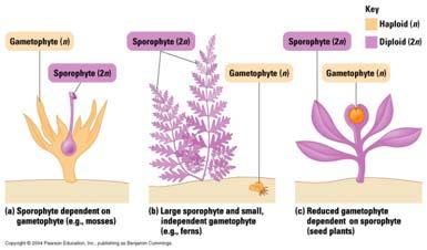 The haploid (n) part of the plant is the reduced (in size) reproductive structures.