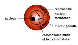 Mitosis is linked to cell growth. It is the process of cell division a mature cell divides into two identical new cells. Mitosis usually takes an hour or two.