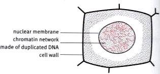 Mitosis in Plant Cells Interphase: DNA in