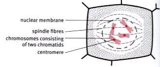 the cells, without the use of centrosomes.