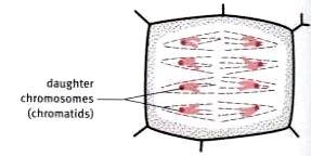 Anaphase: The centromere splits. Each chromosome separates into its sister chromatids.