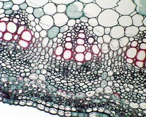 Xylem tissue consists of vessels and tracheids- both cells have cell walls that are strengthened with lignin and both types of cells are dead at maturity.