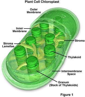 Other Cellular Organelles Chloroplast Diagram showing the internal structure of a chloroplast It is an oval structure surrounded by a double unit
