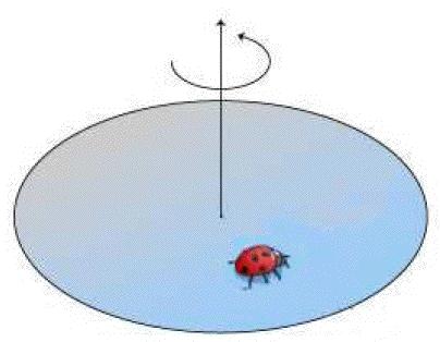 The turntable starts to spin faster. Which direction should beetle move so as not to slip?