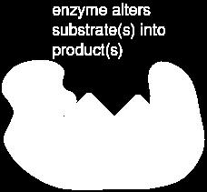 enzyme called the