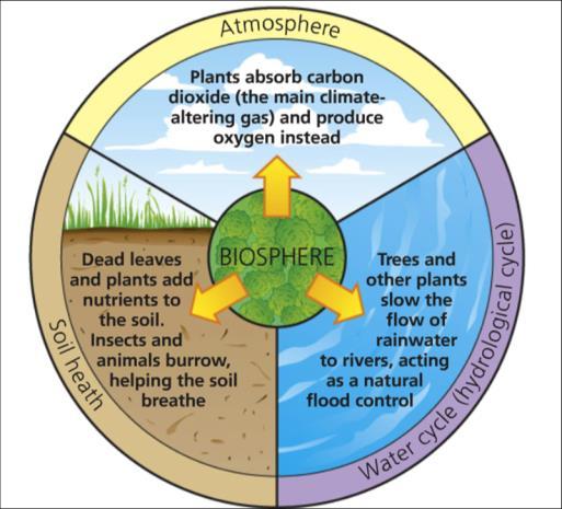 Biosphere List 4 examples of parts of the biosphere: Plants, Animals, Fungi, Bacteria What cycles